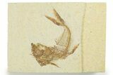 Bargain, Fossil Fish (Diplomystus) - Wyoming #355679-1